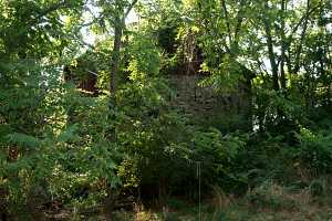 a tree covered old barn