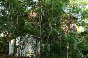 a forested area covering an old barn