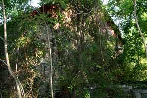 the overgrown side of an old barn