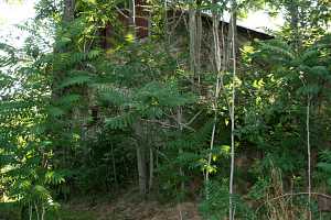 the overgrown side of an old barn