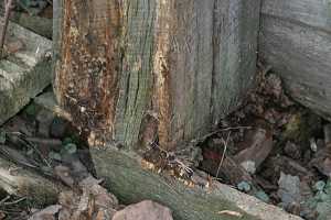 barn wood rotting