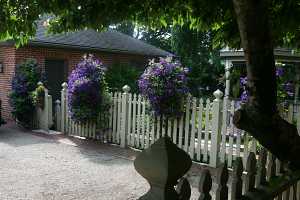 purple clematis planters on a white picket fence