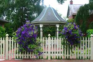 a gazebo behind a fence decorated with purple clematis planters