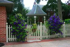 a gazebo behind a fence decorated with purple clematis planters