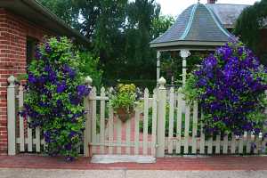 two clematis planters on a white picket fence and a smaller planter on the door