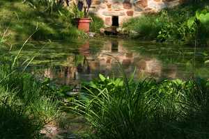 Grasses pond next to a spring house