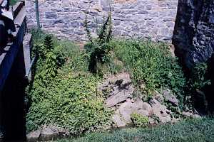 a stone retaining wall behind an overgrown area of groundcover and weeds - before