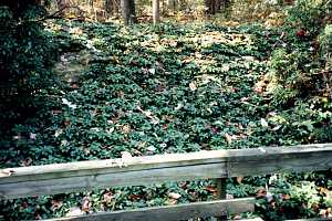 a hill covered in groundcover - before